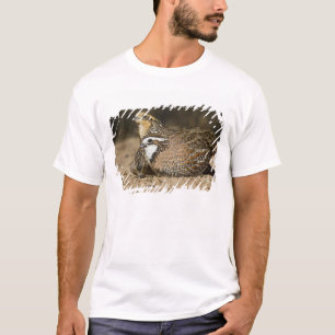 T-shirt bebês de codorna Northern Bobwhite no lago para be