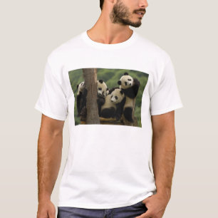 T-shirt bebês de panda gigante (Ailuropoda melanoleuca)