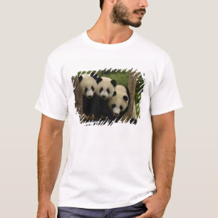 T-shirt bebês de panda gigante (Ailuropoda melanoleuca)