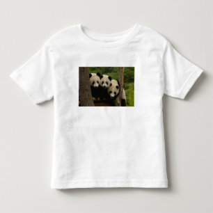 T-shirt bebês de panda gigante (Ailuropoda melanoleuca)