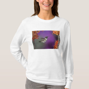 T-shirt Beija-flor-de-garganta-preta, Archilochus alexandr