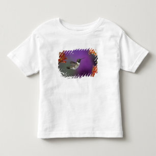 T-shirt Beija-flor-de-garganta-preta, Archilochus alexandr