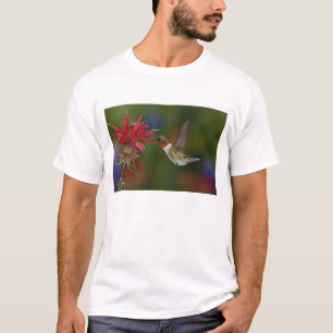 T-shirt Beija-flor-macho-de-garganta-rubí