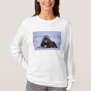 T-shirt boi jovem de boi-almiscarado, Ovibos moschatus