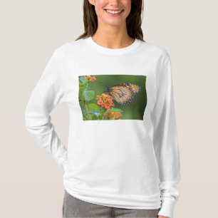 T-shirt Borboleta Soldado (Danaus eresimus) se alimentando
