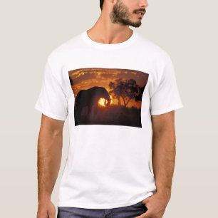 T-shirt Botswana, Parque Nacional Chobe, Elefante Macho