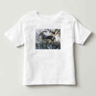 T-shirt Cabra ou cabra-montesa, pintura da rocha na sala