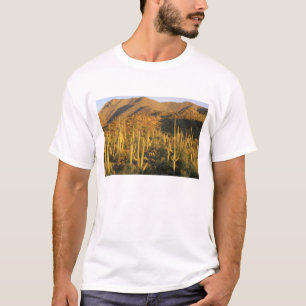 T-shirt Cacto Saguaro no Parque Nacional Saguaro perto