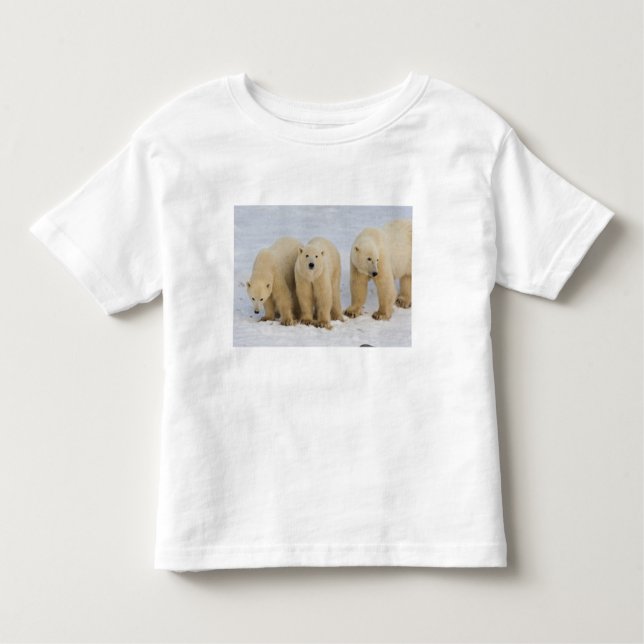 T-shirt Canadá, Baía de Hudson. Mãe de urso polar com dois (Frente)