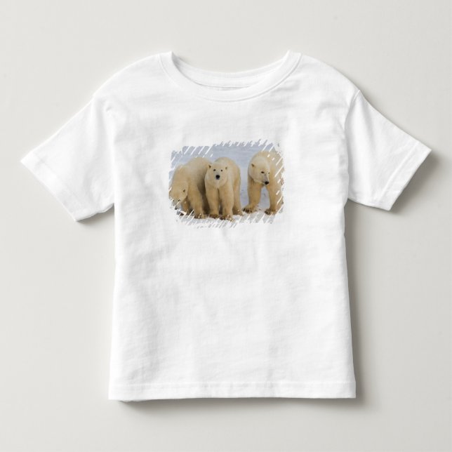 T-shirt Canadá, Baía de Hudson. Mãe ursa polar com dois (Frente)