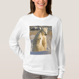 T-shirt Canadá, Manitoba, Baía de Hudson, Churchill.