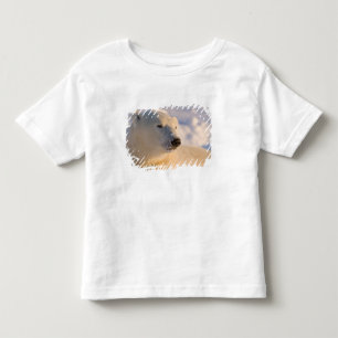 T-shirt Canadá, Manitoba, Baía de Hudson Urso Polar