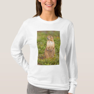 T-shirt Cão-de-pradaria-de-cauda-preta Cynomys