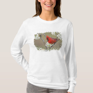 T-shirt Cardinal-do-norte