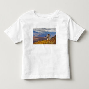 T-shirt carneiro Ovis dalli