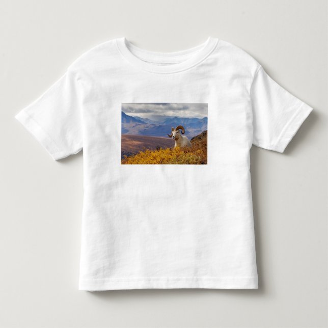 T-shirt carneiro Ovis dalli (Frente)