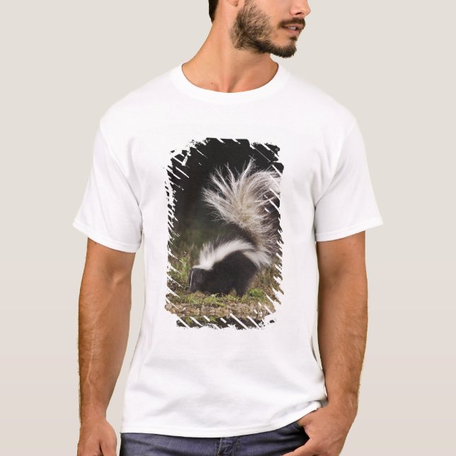 T-shirt Catingueira, Mephitis mephitis (Frente)