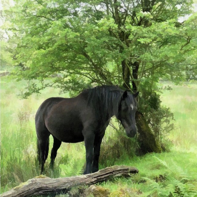 T-SHIRT CAVALOS (A beautiful black mare resting in the shade of the tree.)