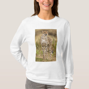 T-shirt Cheetah, Acinonyx jubatus, no Masai Mara