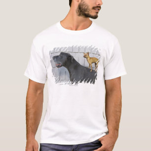 T-shirt Chihuahua na parte traseira de great dane