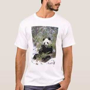 T-shirt China, província de Sichuan. Panda-gigante se alim