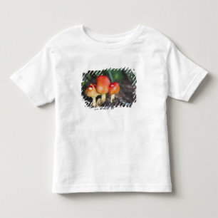 T-shirt cogumelo da família Amanita