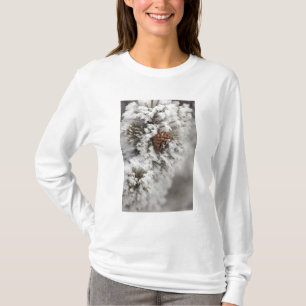 T-shirt Cone do pinho de Lodgepole no inverno em