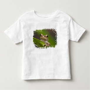 T-shirt Coqui comum, Eleutherodactylus coqui