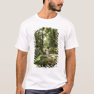 T-shirt córrego na floresta húmida, Dominica