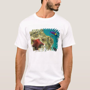 T-shirt Cortez Rainbow Wrasse macho e fêmea e o mar