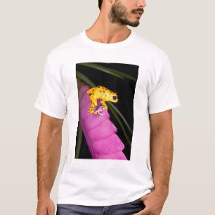 T-shirt Costa Rica. Close-up de sapo venenoso