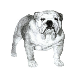 T-shirt Desenho a lápis do Bulldog Inglês