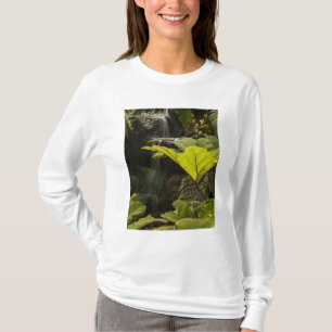 T-shirt Detalhe de planta em um jardim botânico, Equador