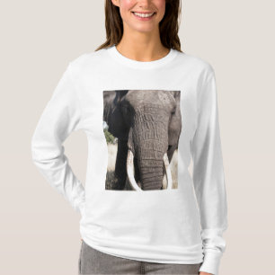 T-shirt Elefante (Loxodonta africana), Abu Camp 3