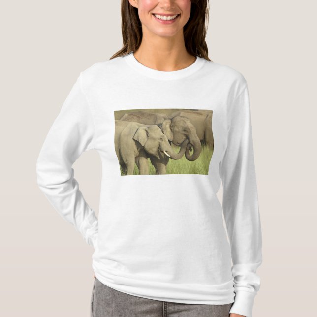 T-shirt Elefantes asiáticos indianos (Frente)