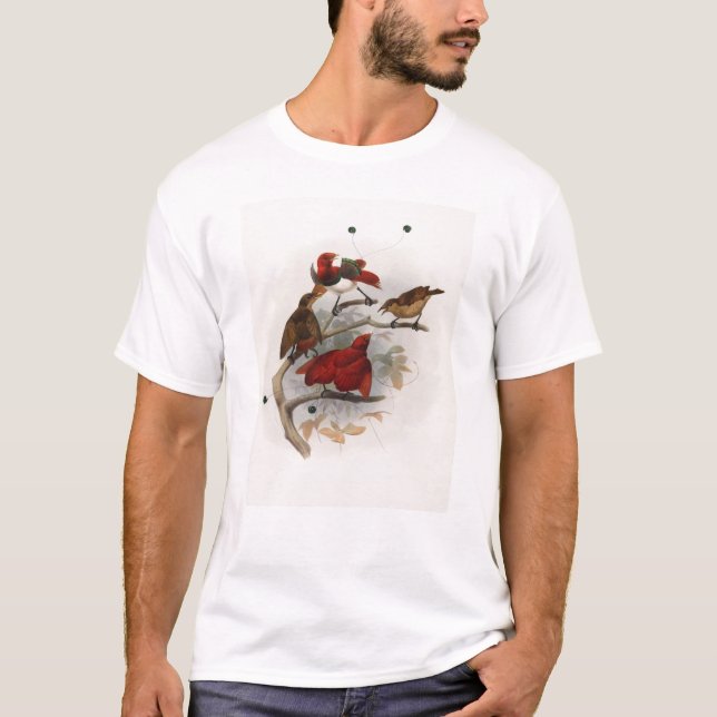T-shirt Elliot - Cicinnurus régios - rei pássaro do (Frente)