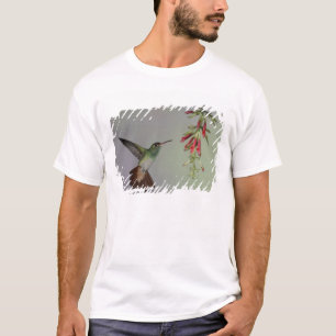 T-shirt Equador, Tandayapa Bird Lodge. Rabo-de-fogo