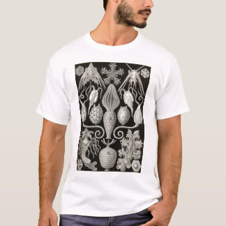 T-shirt Ernst Haeckel - Anmphoridea