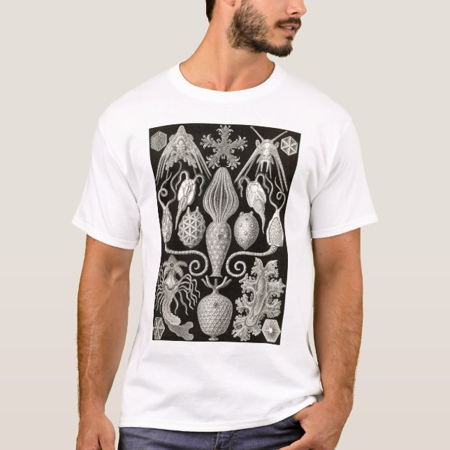 T-shirt Ernst Haeckel - Anmphoridea (Frente)