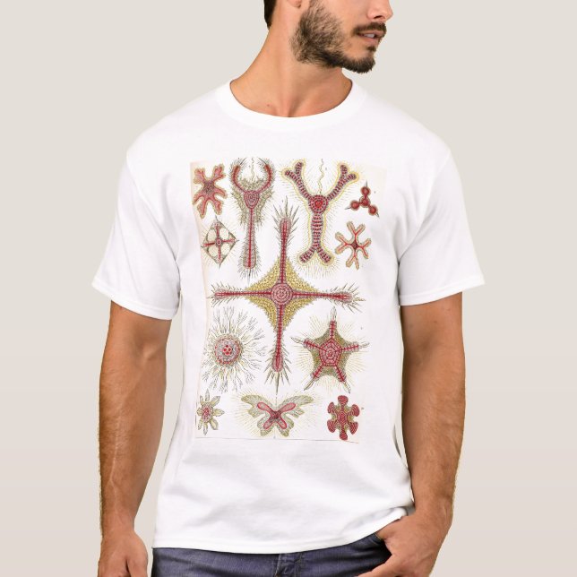 T-shirt Ernst Haeckel - Tshirt de Discoidea (Frente)
