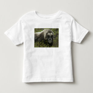 T-shirt EUA, Alasca, Nome. Close-up de boi-almiscarado