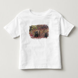 T-shirt EUA, Alasca, Parque Nacional Denali. Urso pardo