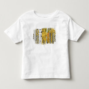 T-shirt EUA, Colorado, Montanhas Rochosas. Álamo íntimo