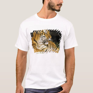 T-shirt EUA, Michigan, Detroit. Zoológico de Detroit, tigr