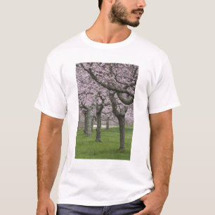 T-shirt EUA, Nova York, East Hampton. Cerejeiras em