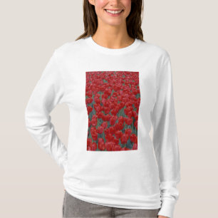 T-shirt EUA, Ohio, Cincinnati. Cama de tulipas vermelhas