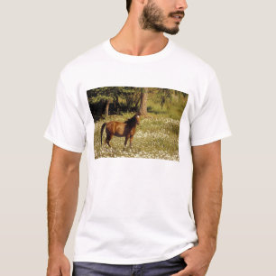 T-shirt EUA, Oregon. Cavalo em campo de margaridas
