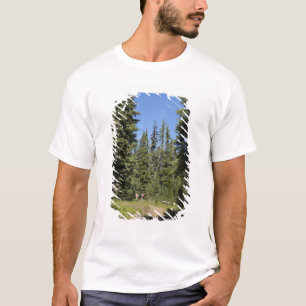 T-shirt EUA, Oregon, Floresta Nacional Willamette, Outono