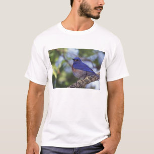 T-shirt EUA, Oregon. Macho de Azulinho-ocidental
