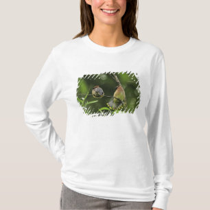 T-shirt EUA, Oregon, Portland. Macho de cambaxirra-cedro